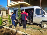 НА НОВОСЕЛИЦКОМ УЧАСТКЕ ВЫСАДИЛИ ТУИ