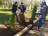 НА НОВОСЕЛИЦКОМ УЧАСТКЕ ВЫСАДИЛИ ТУИ